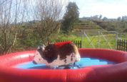 Bucking Bronco for Hire tenerife